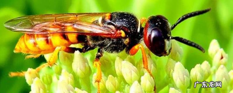 被马蜂蛰了涂什么管用,被马蜂蜇了的正确处理方法