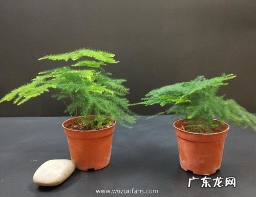 文竹喜水吗 文竹是喜水植物吗