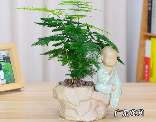 文竹喜水吗 文竹是喜水植物吗