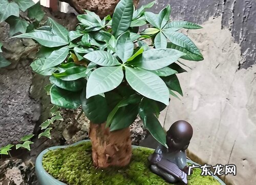 办公室植物有哪些品种 办公室绿植品种及名称图片