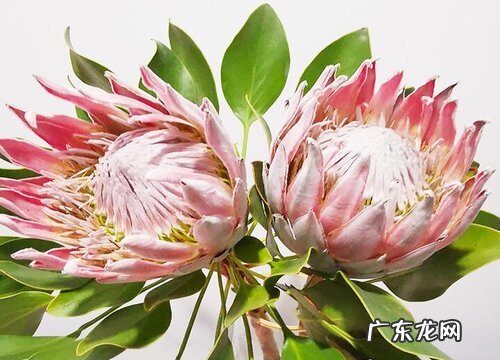 帝王花怎么做干花 做成干花的方法