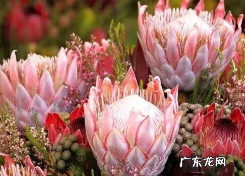 帝王花怎么做干花 做成干花的方法