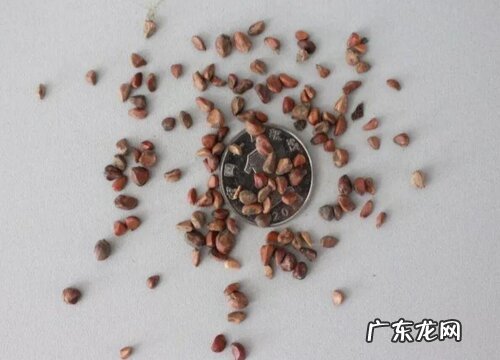 月季花有种子吗 能种出来吗