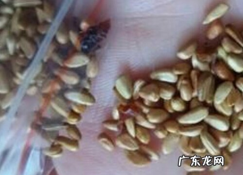 月季花有种子吗 能种出来吗