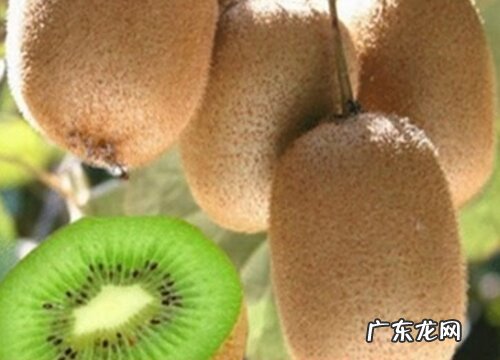 猕猴桃有种子吗 种子繁殖苗能结果吗