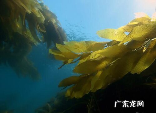 海带属于什么类植物 属于绿色海藻植物吗