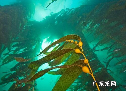 海带属于什么类植物 属于绿色海藻植物吗
