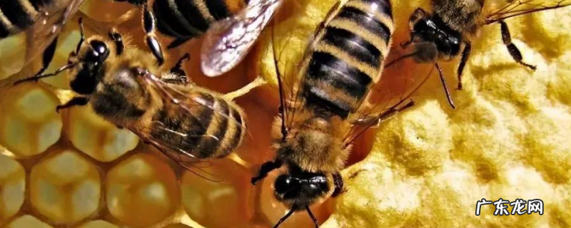 有了王台怎样人工分蜂,附人工分蜂的注意事项
