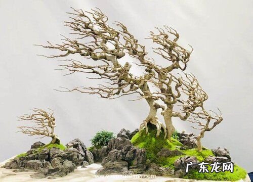 白蜡树盆景怎么养护方法与注意事项