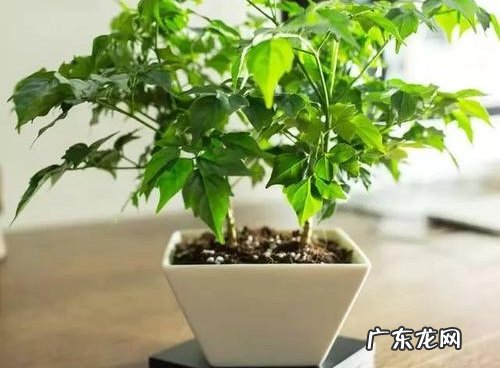 幸福树浇水时间和正确方法