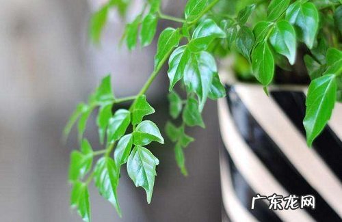 幸福树浇水时间和正确方法