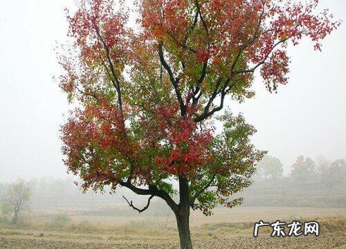 乌桕树有什么作用 有哪些功效作用与药用价值