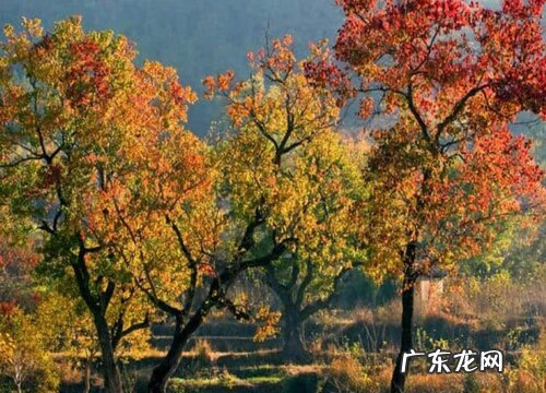 乌桕树有什么作用 有哪些功效作用与药用价值