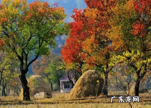 乌桕树有什么作用 有哪些功效作用与药用价值