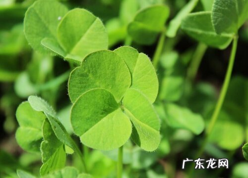 三叶草象征着什么意义 代表着什么含义