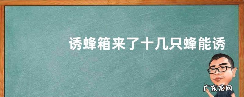 诱蜂箱来了十几只蜂能诱到吗，附诱蜂技巧