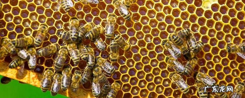 蜂群失王的原因及补救办法,附偷蜂的危害