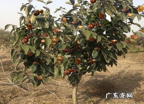 柿子树可以嫁接吗