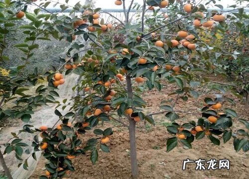 柿子树可以嫁接吗