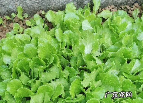 生菜耐阴吗