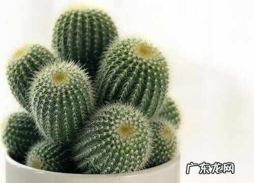 仙人球属于什么类植物 属于多肉植物吗