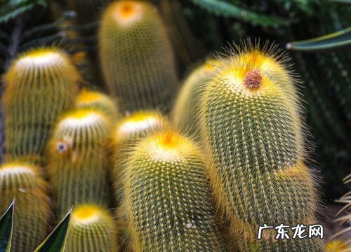 仙人球属于什么类植物 属于多肉植物吗