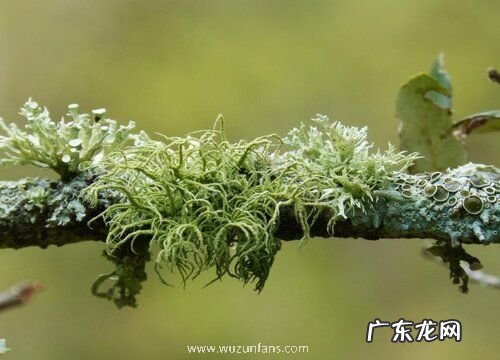 地衣属于什么类植物 是植物还是真菌