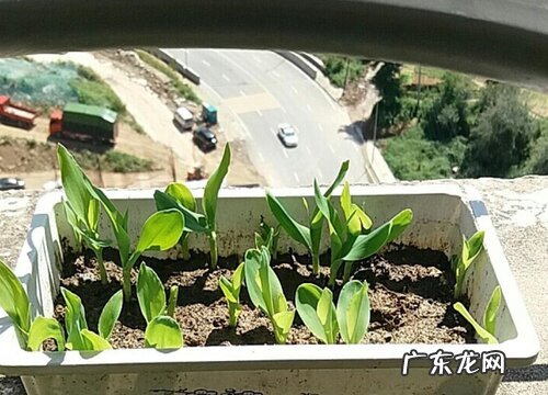 夏天玉米几天出苗 从播种到出苗期大概多久