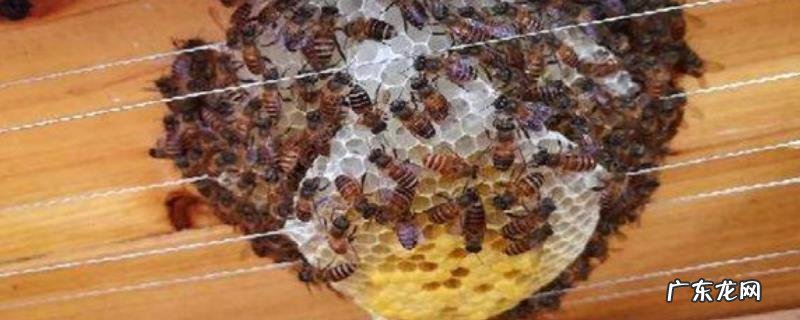 蜜蜂鸡蛋群还能养活吗，附具体方法