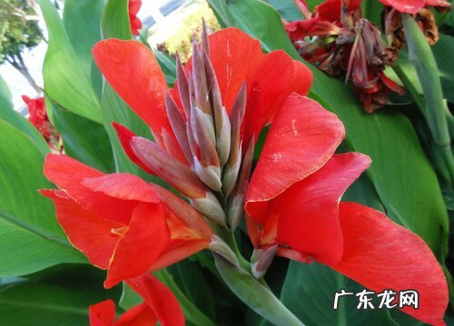 美人蕉属于什么类植物 属于观赏类草本植物