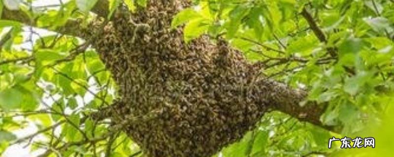 蜜蜂失王后怎样造王台,附造台的原理