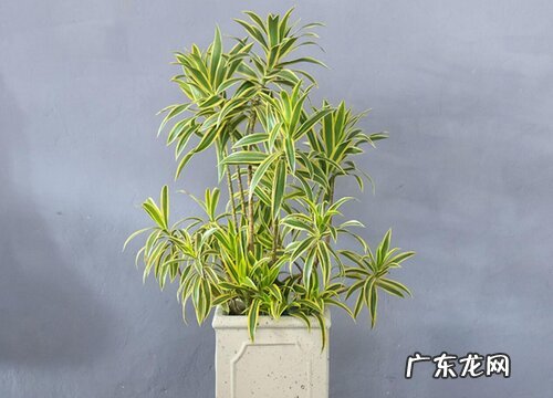 带竹的盆栽有哪些 竹子类盆栽有哪些品种