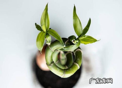 带竹的盆栽有哪些 竹子类盆栽有哪些品种