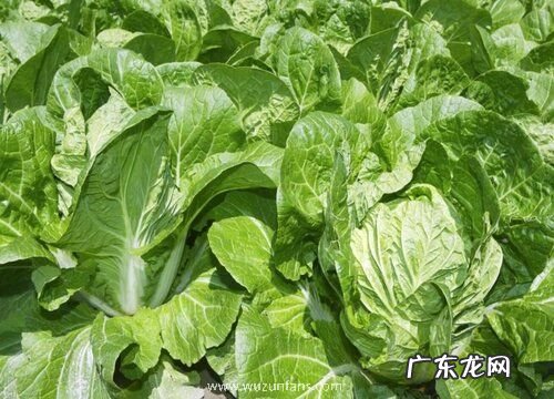 有区别 包菜是大头菜吗 不是一个菜吗