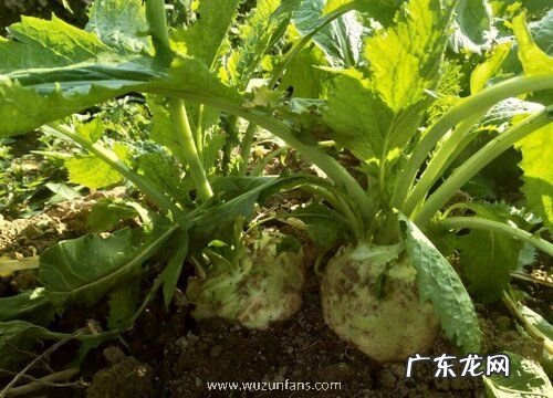 有区别 包菜是大头菜吗 不是一个菜吗