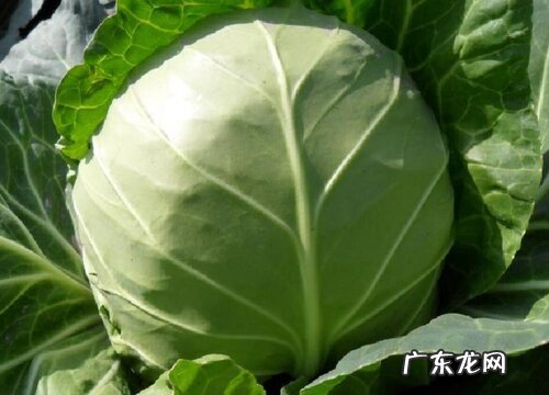 有什么区别 甘蓝是大头菜吗 不是一个菜