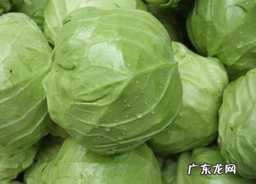 有什么区别 甘蓝是大头菜吗 不是一个菜