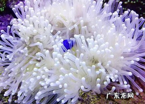 海葵是植物吗 属于动物还是植物