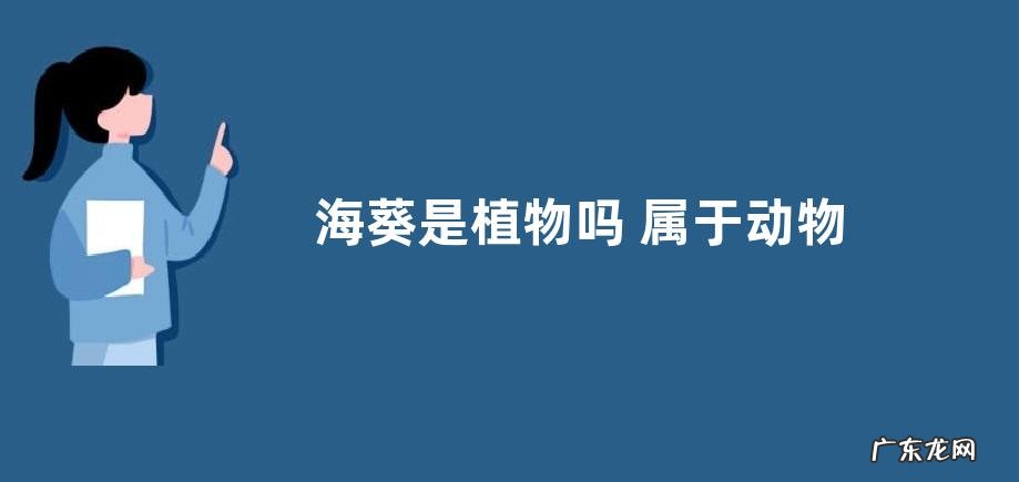 海葵是植物吗 属于动物还是植物