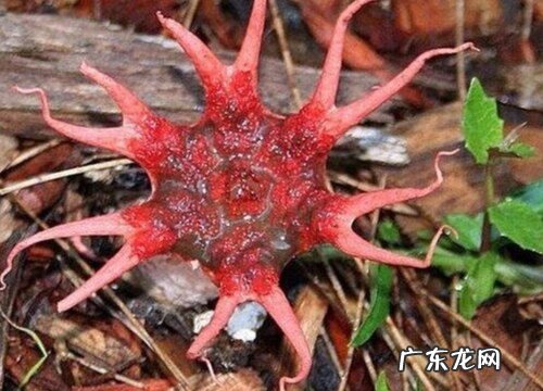 海葵是植物吗 属于动物还是植物