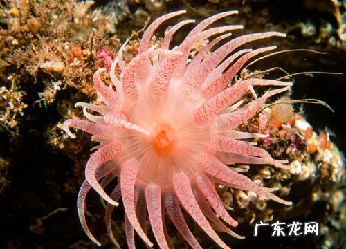 海葵是植物吗 属于动物还是植物