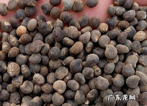 金花葵种子什么时候种植最好