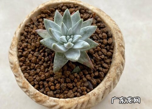 多肉植物哪个品种好看 好看又好养的多肉品种