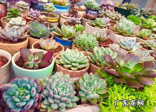 多肉植物哪个品种好看 好看又好养的多肉品种