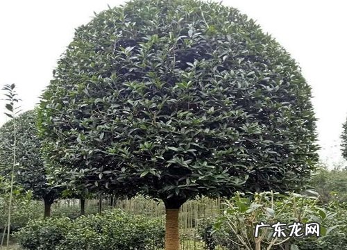 桂花树冬天落叶吗 冬季落叶正常吗