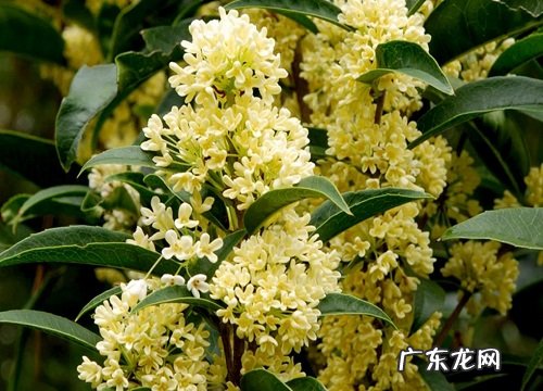 桂花树冬天落叶吗 冬季落叶正常吗