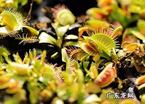 捕蝇草冬天会死吗 冬天枯了春天还长吗