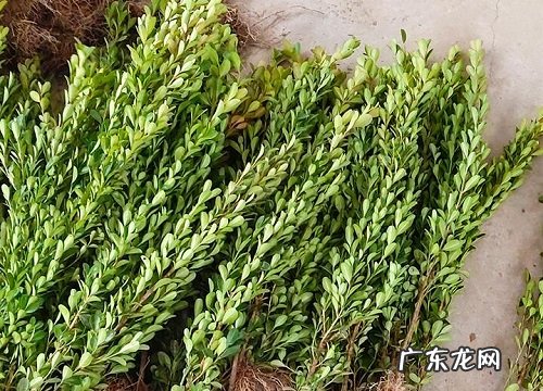 黄杨树冬天落叶吗 落叶是什么原因