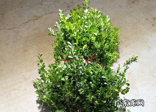 黄杨树冬天落叶吗 落叶是什么原因