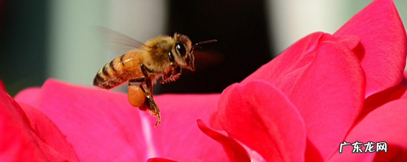 10度以下可以春繁吗?附春繁的技巧